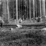 Waldarbeiter beim Holzfällen, ca. 10. März 1927