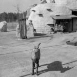 Steinbock-Gehege im Wildpark, ca. 1970